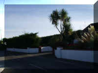 PalmTrees4.jpg (292081 bytes)