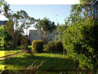 PalmTrees.jpg (302104 bytes)